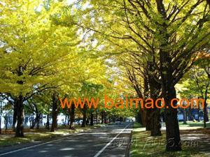 临沂银杏树爆料视频,金黄如梦，美不胜收  第3张